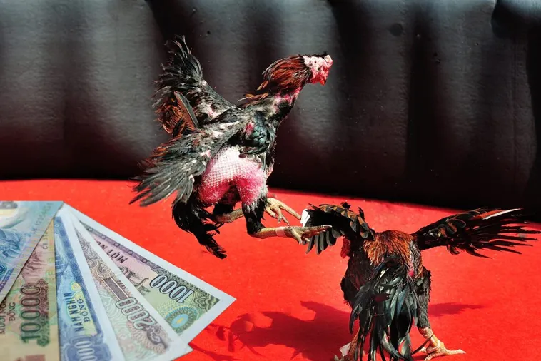 Tuyệt Chiêu Chơi Đá Gà Sabong Tại VG99 Ăn Tiền Thưởng Cực Khủng 1 Tuyệt Chiêu Chơi Đá Gà Sabong Tại VG99 Ăn Tiền Thưởng Cực Khủng